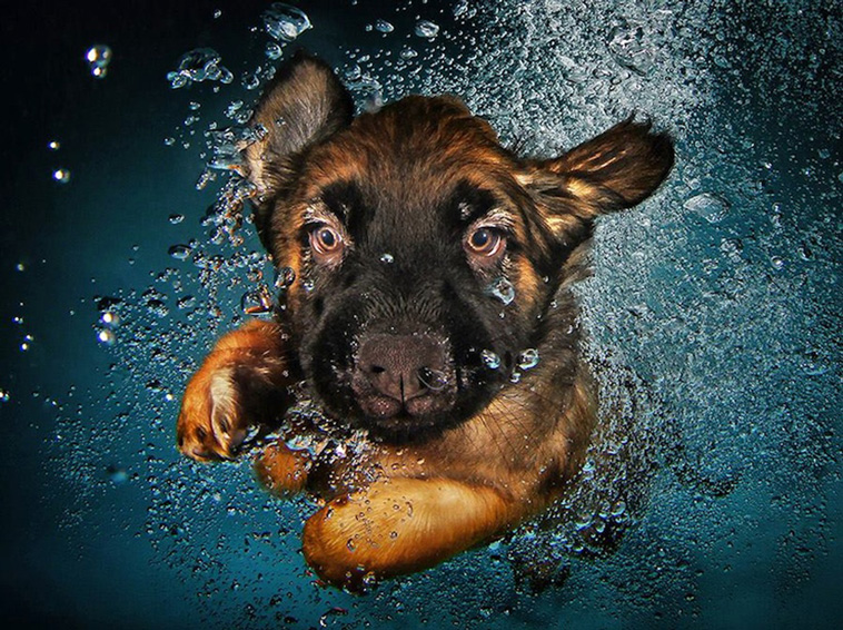 underwater dogs