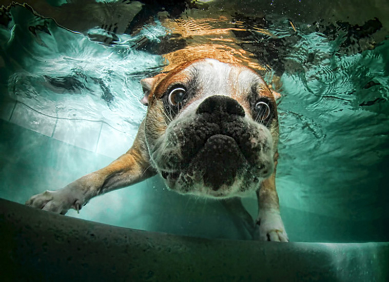 underwater dogs