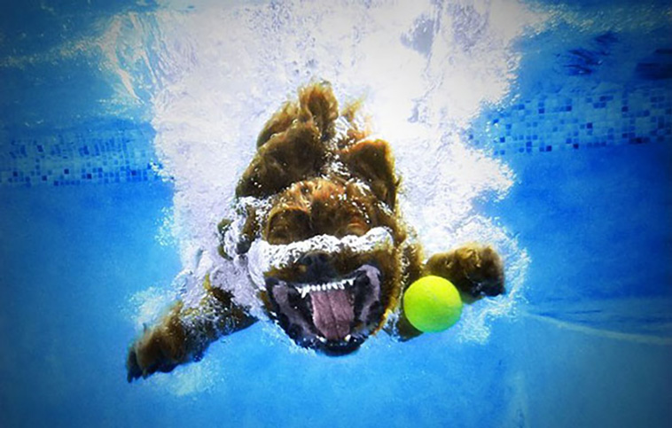 underwater dogs