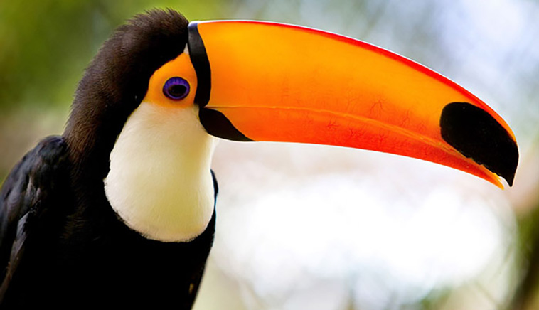 weird facts about toucans