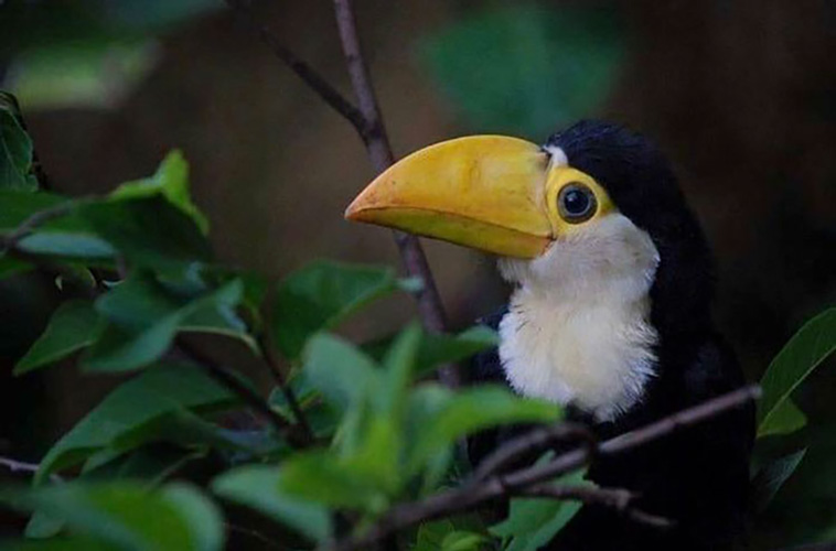 weird facts about toucans