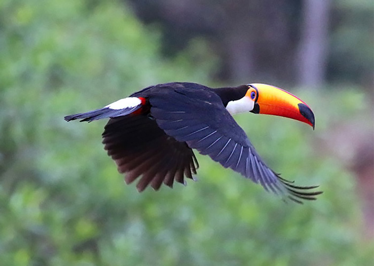 weird facts about toucans