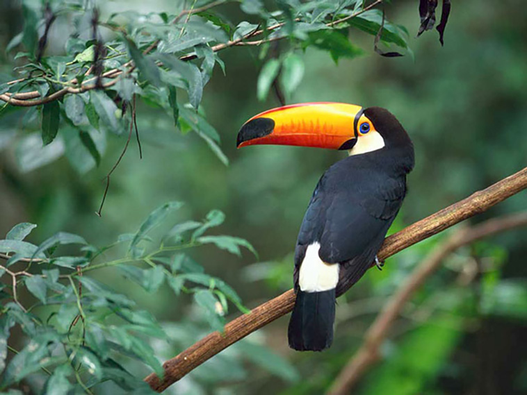 weird facts about toucans