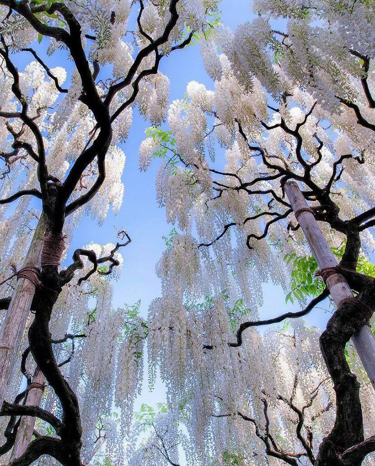 Japanese wisteria trees