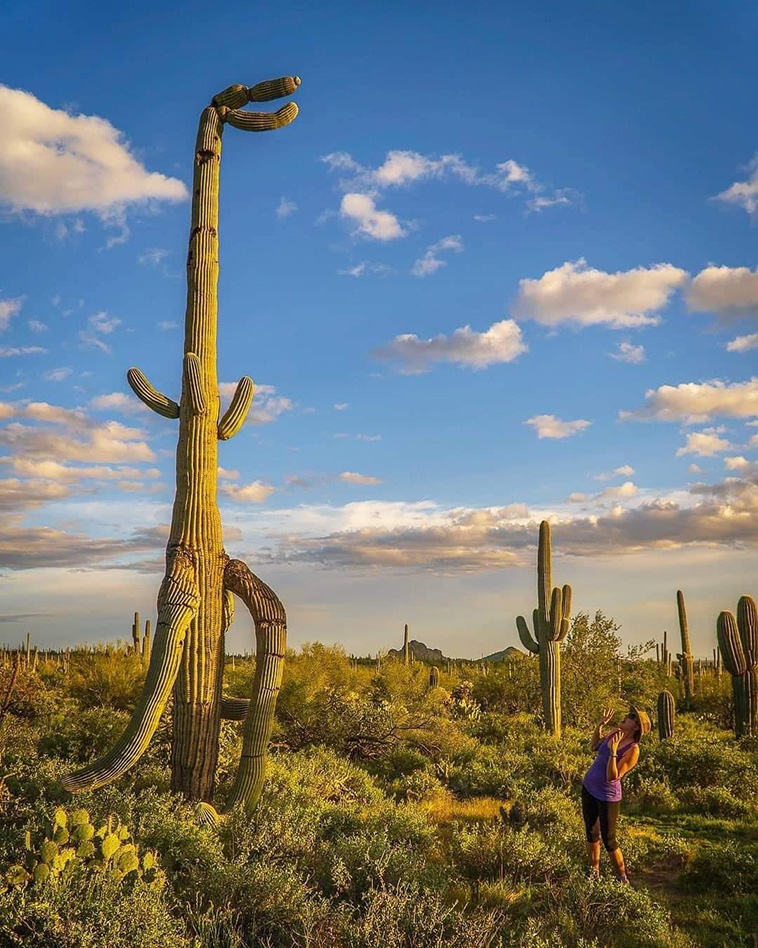 T-Rex-Cactus-unique-trees