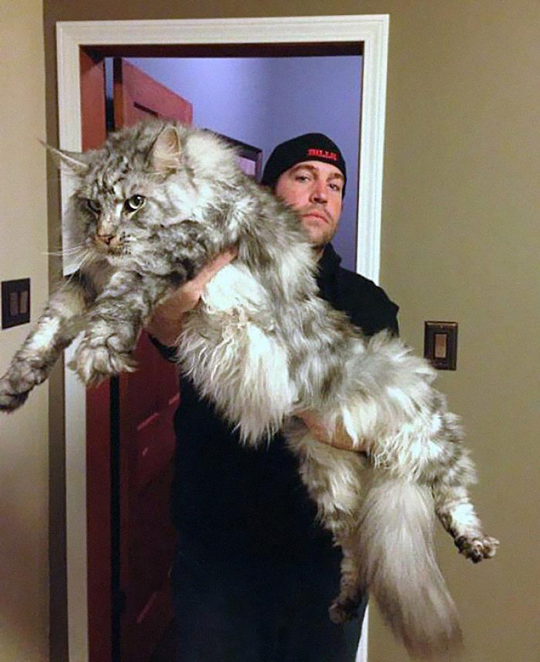 absolute unit