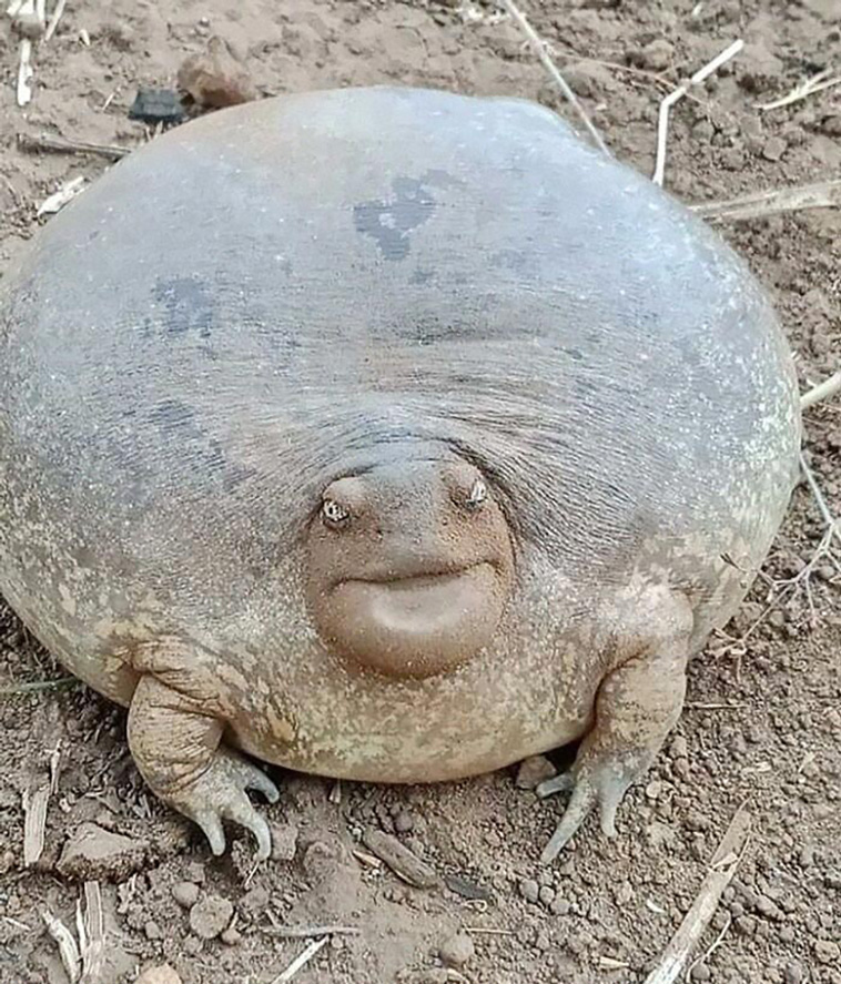 absolute unit