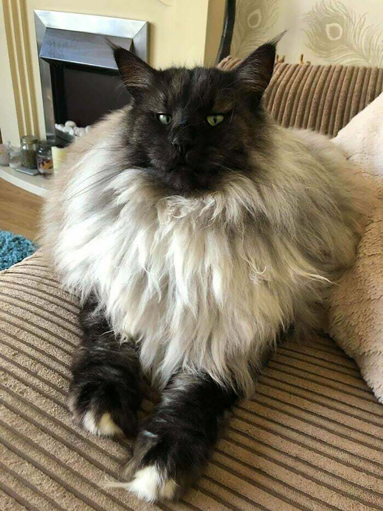 absolute unit