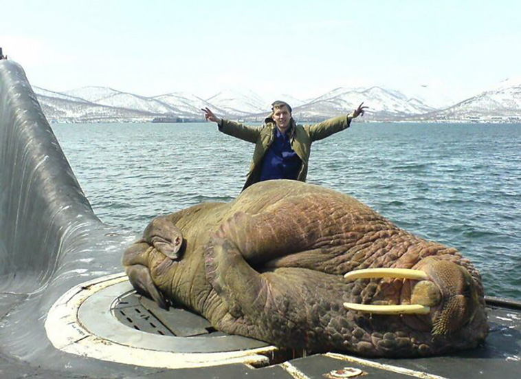 absolute unit