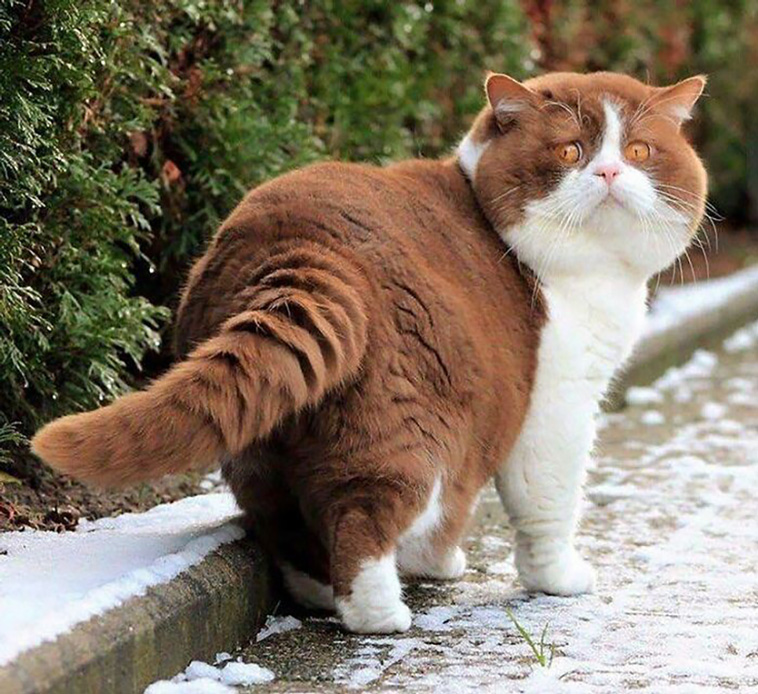 absolute unit