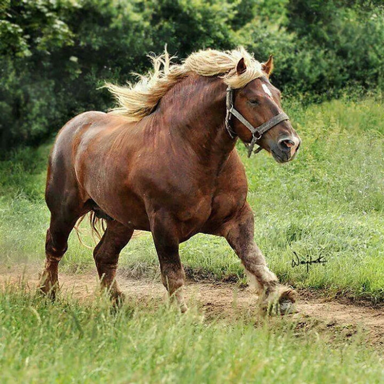 absolute unit