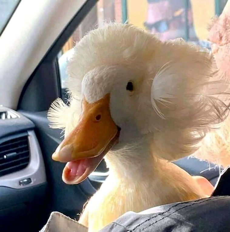 animal images