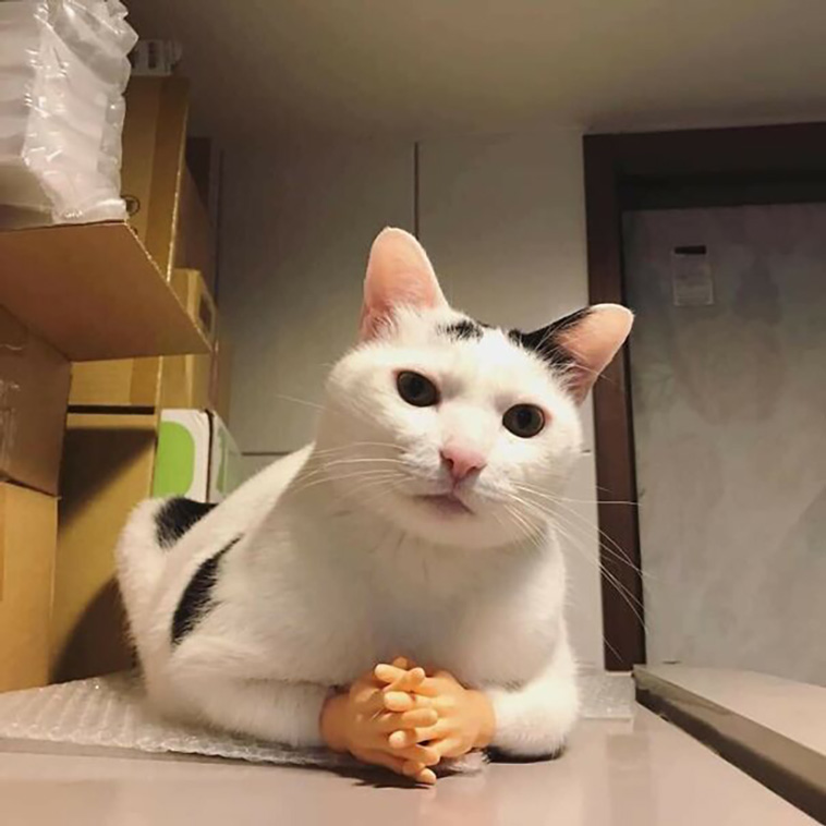animal images