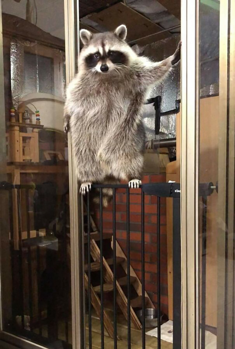 animal images