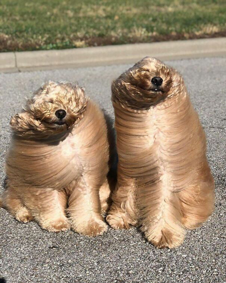 animal images