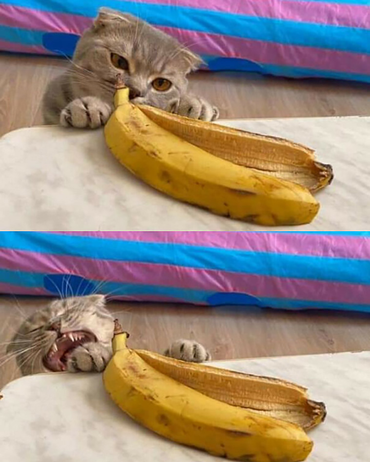 animal images