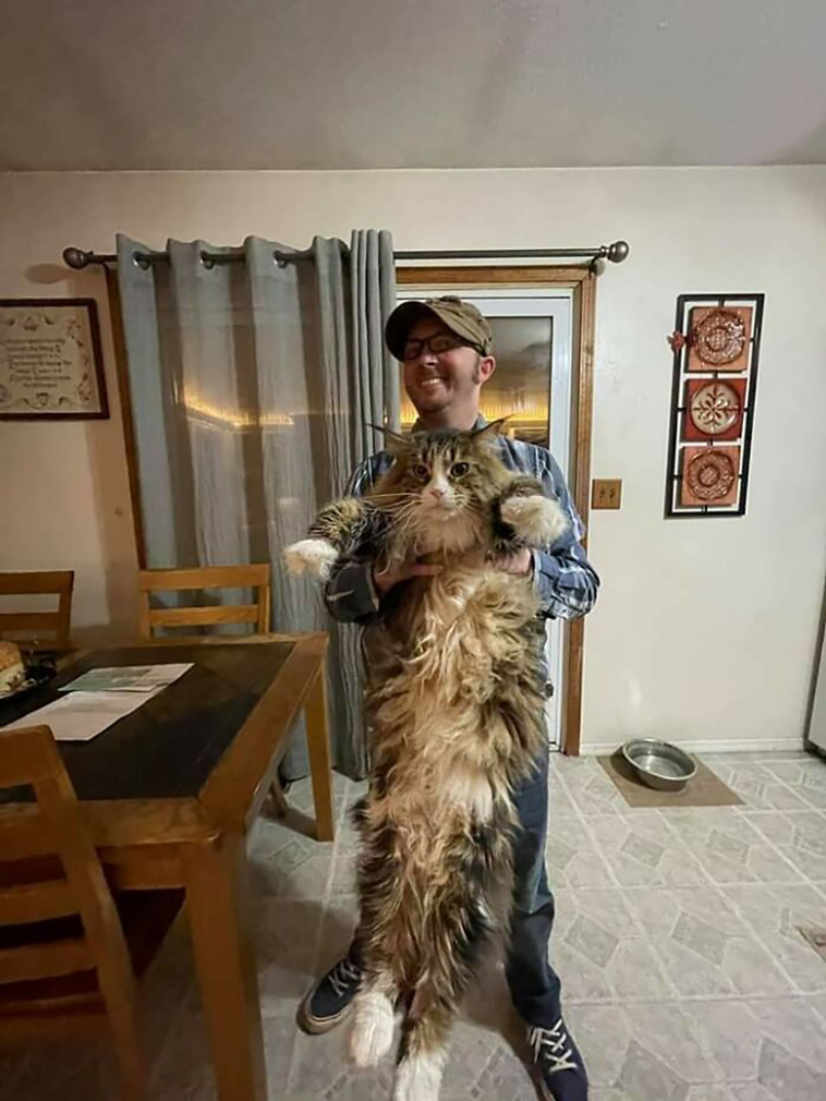 big cats