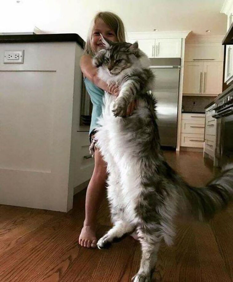 big cats