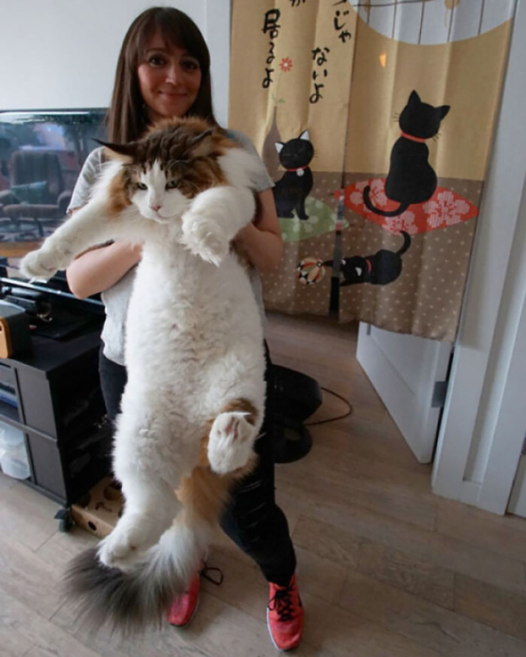 big cats