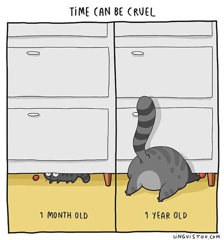 cat owners
