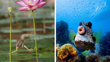 comedy-wildlife-photography