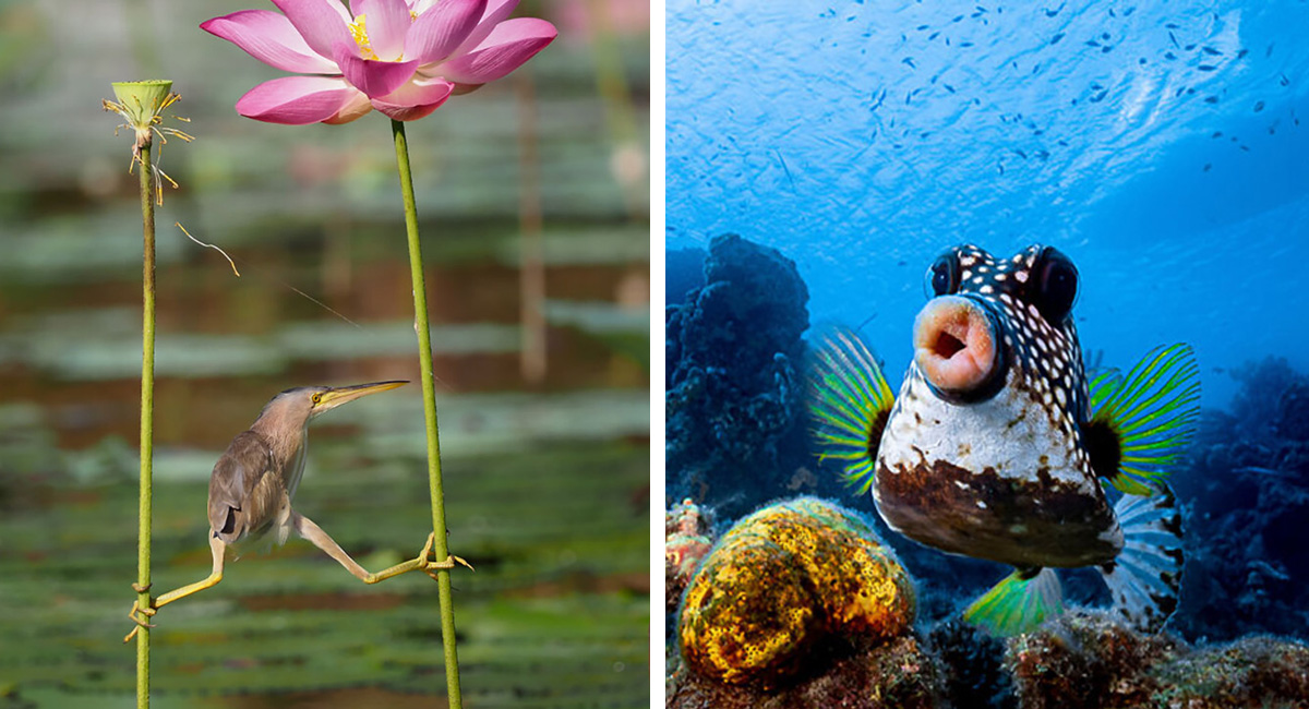 comedy-wildlife-photography