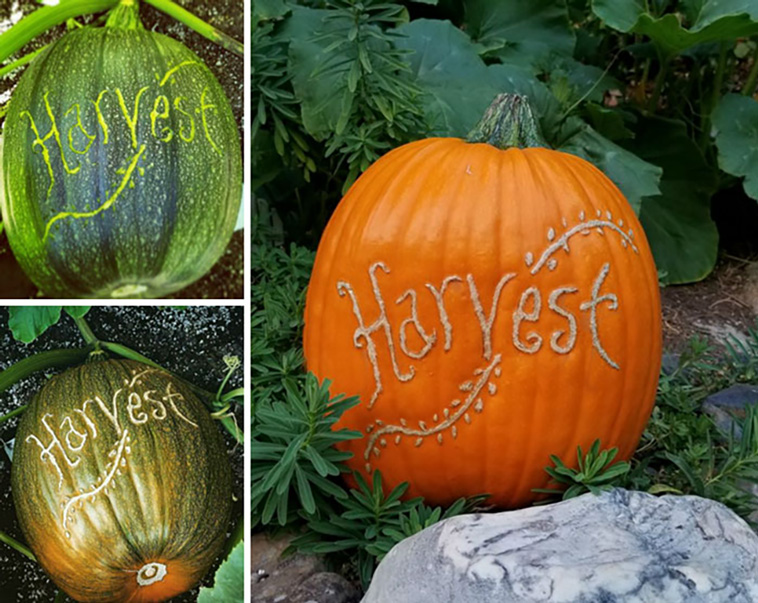 gardening ideas