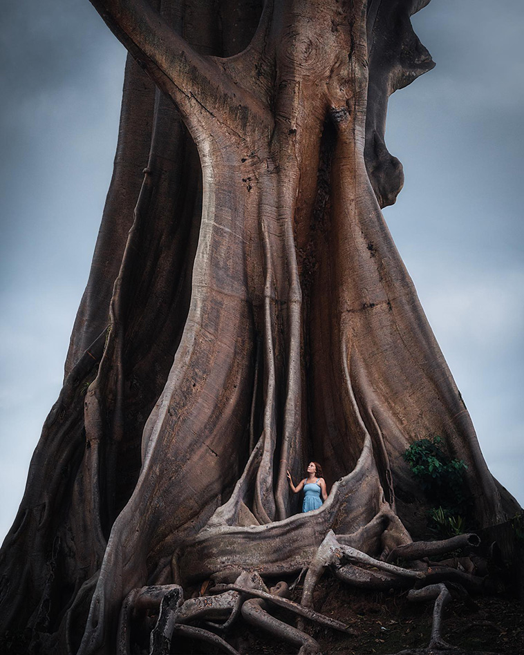 gigantic-tree