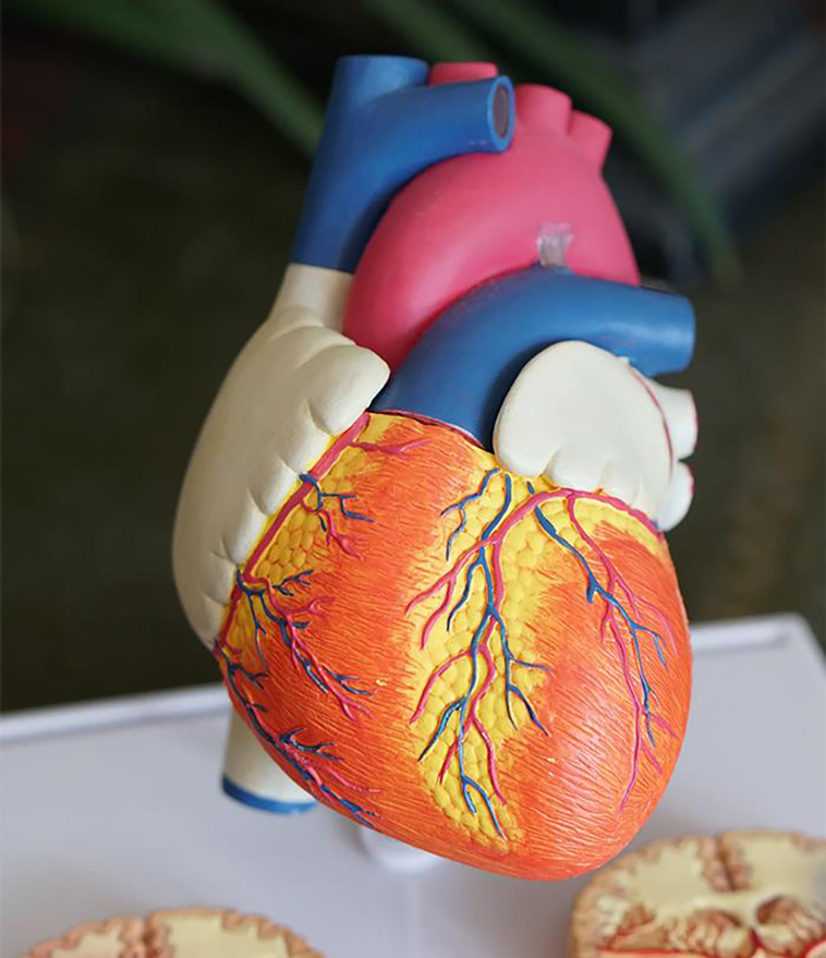 human body