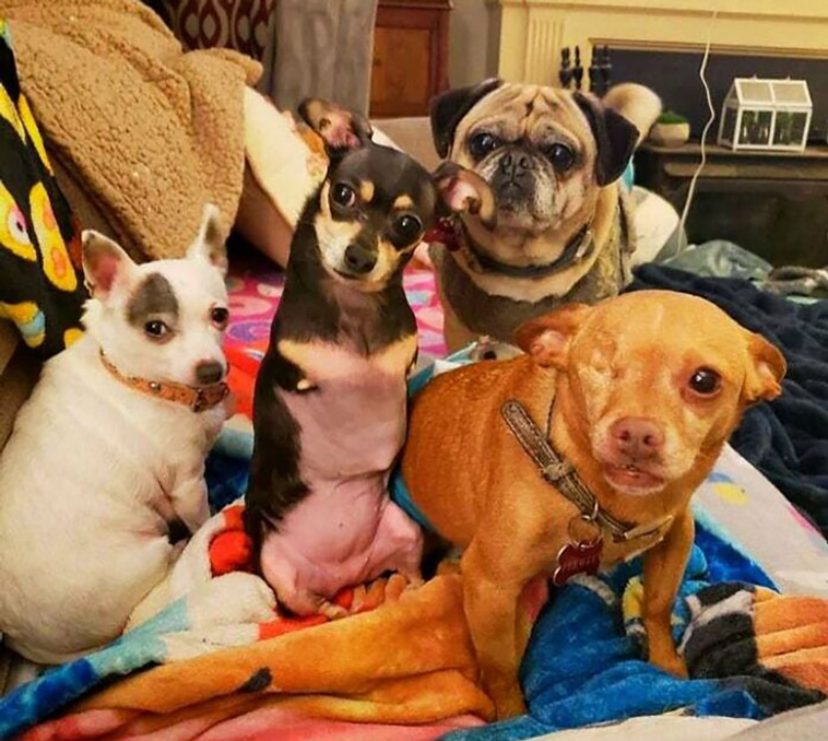 lovely dogs