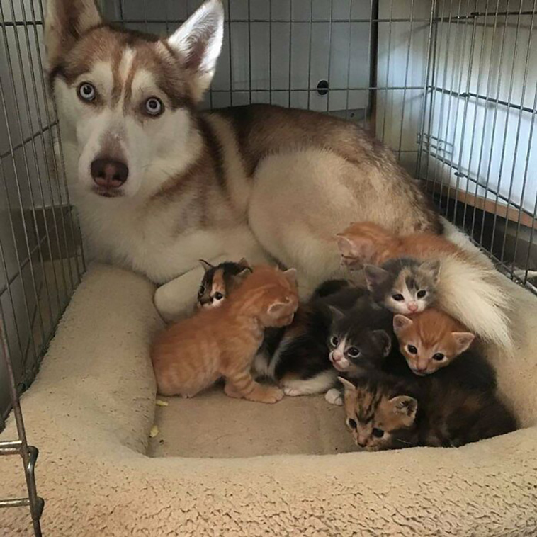 lovely dogs