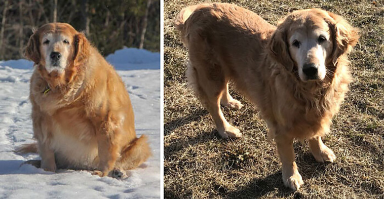 lovely dogs