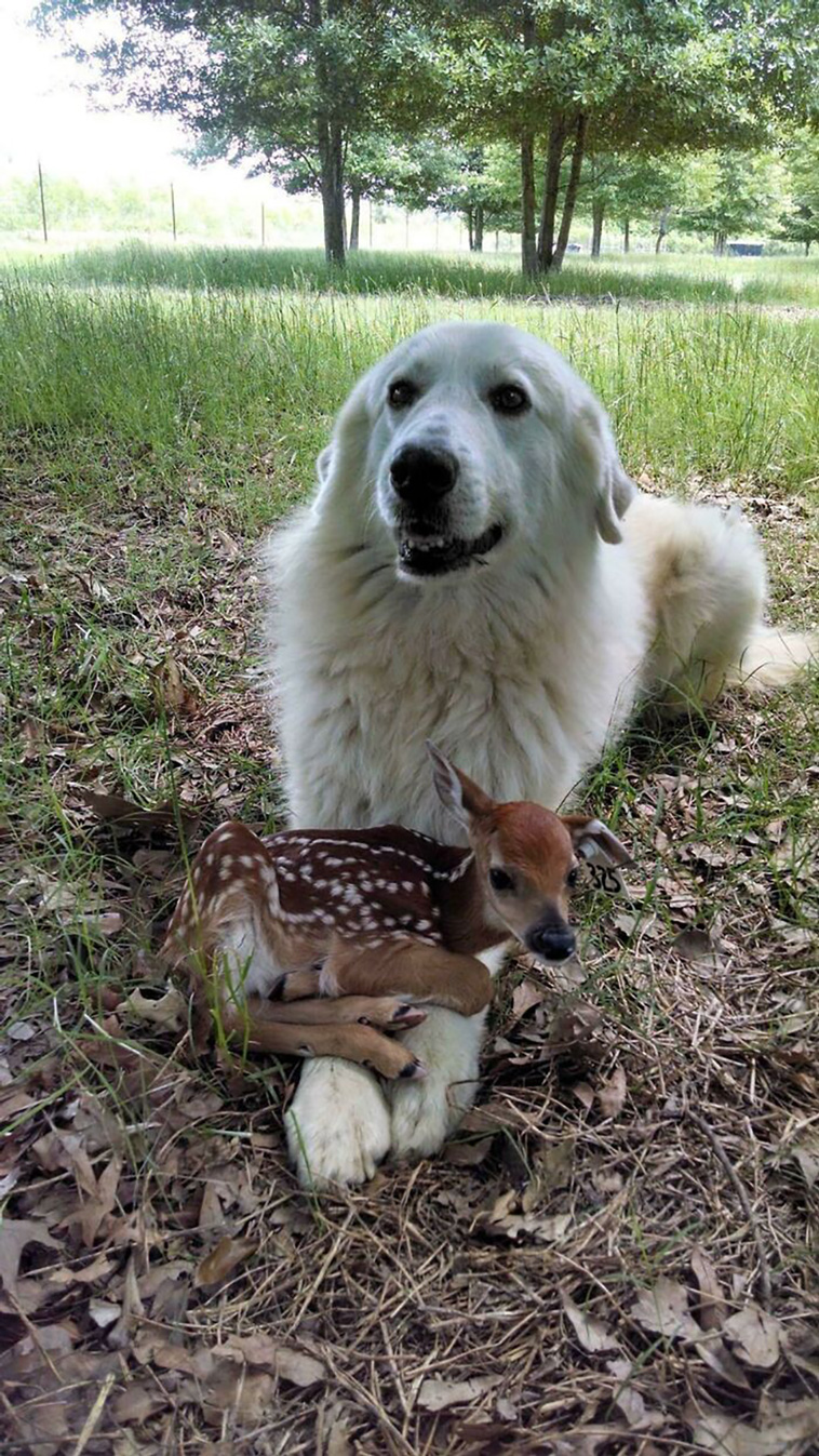 lovely dogs