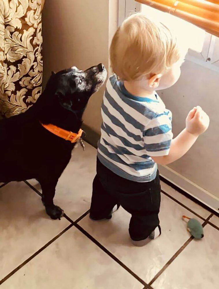 lovely dogs