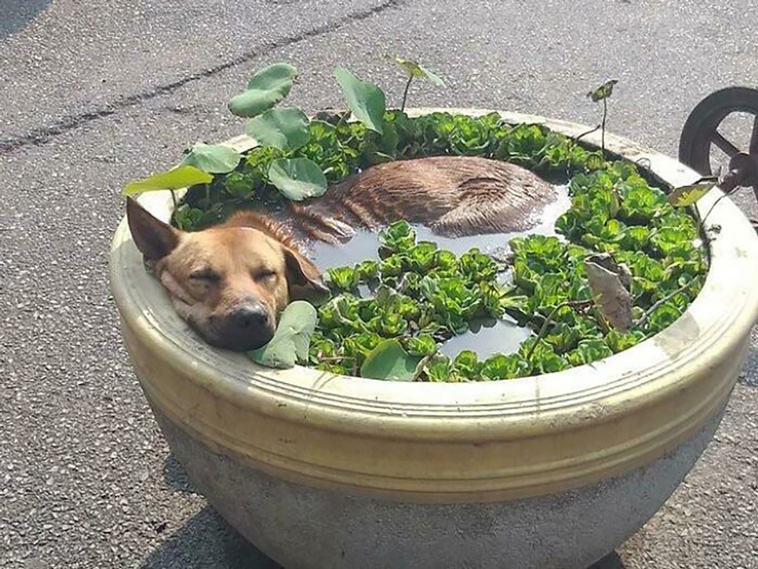 lovely dogs