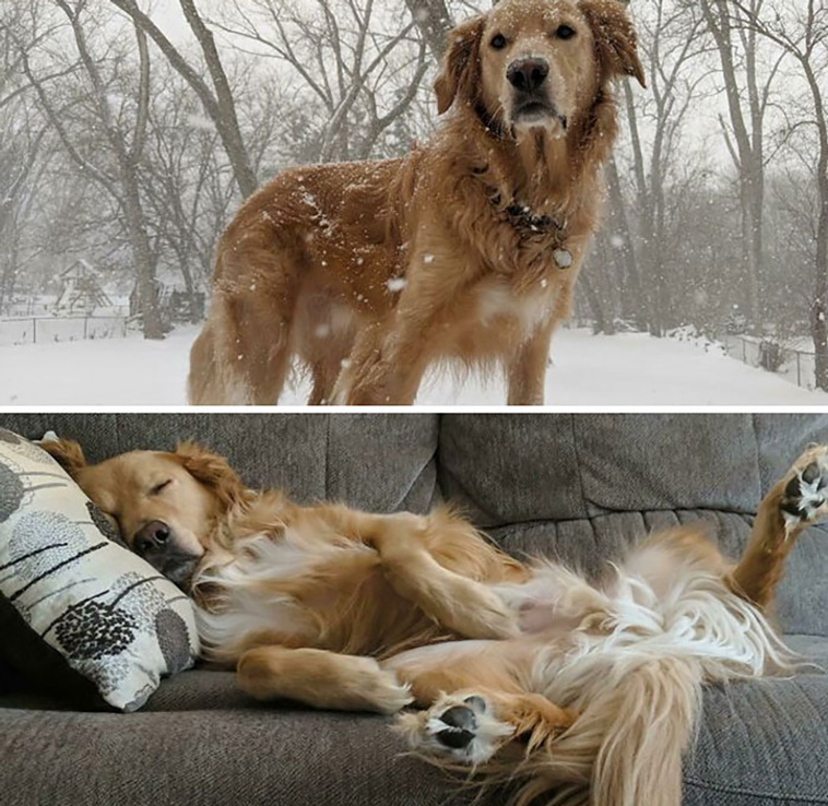 lovely dogs