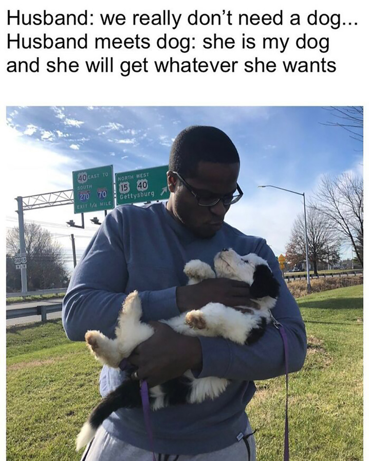 lovely dogs