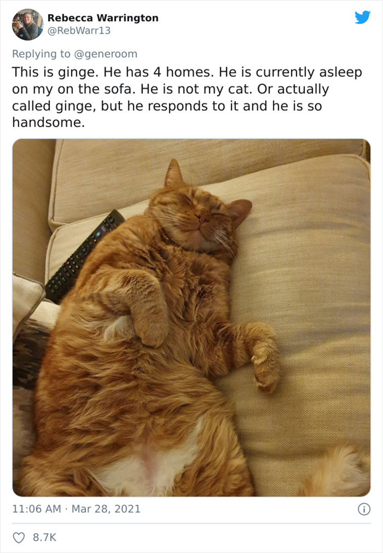 not my cat
