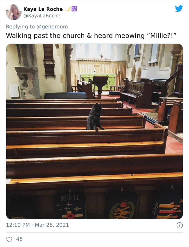 not my cat