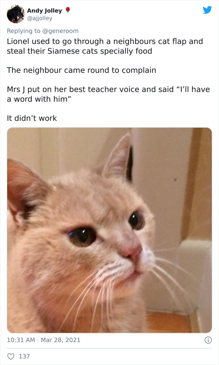 not my cat