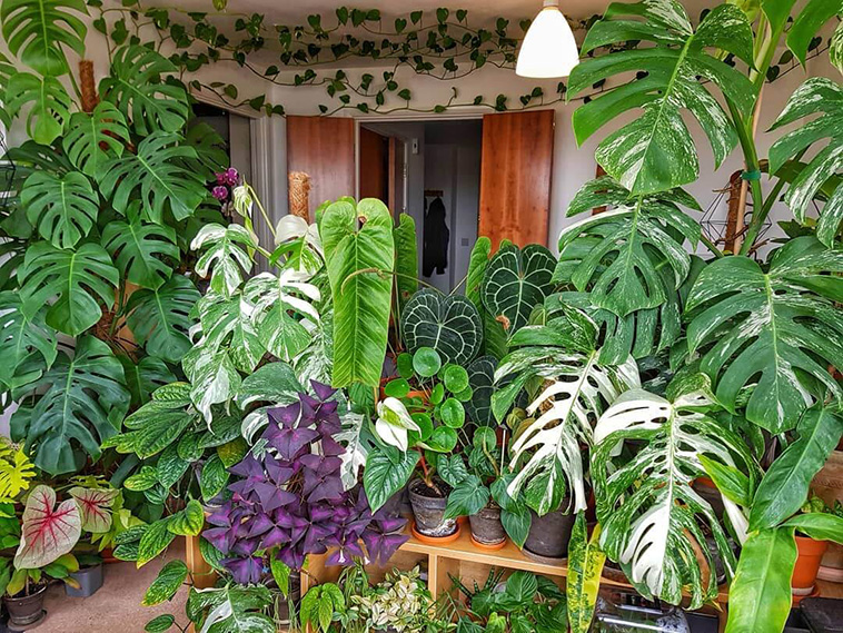 Indoor Garden