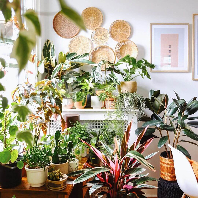 Indoor Garden
