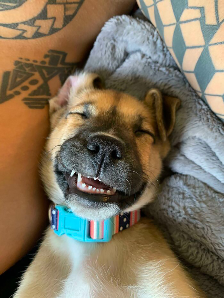 rescued pets