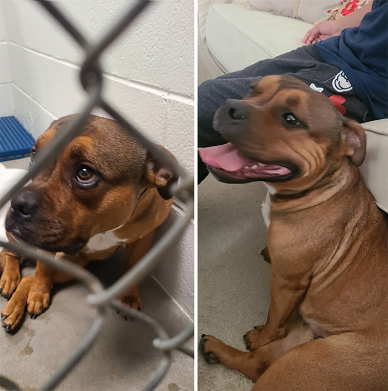 rescued pets