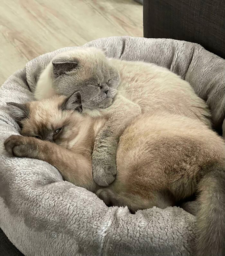 rescued pets