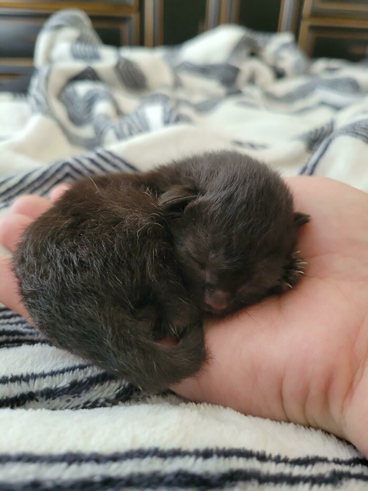 rescued pets