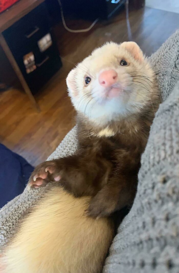 rescued pets