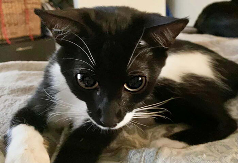 rescued pets