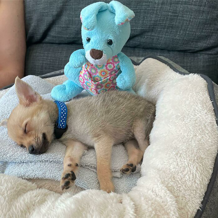 rescued pets