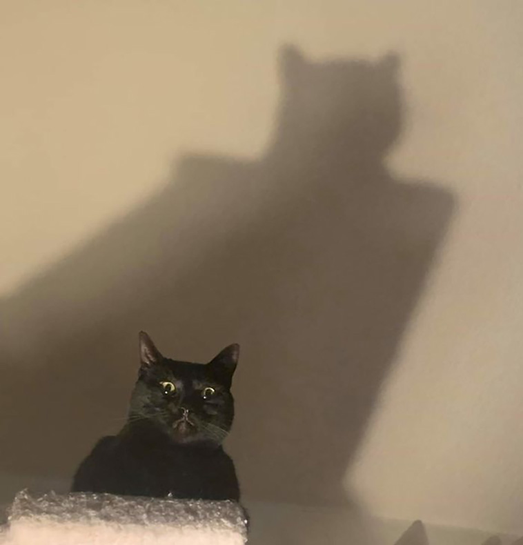 scary pets